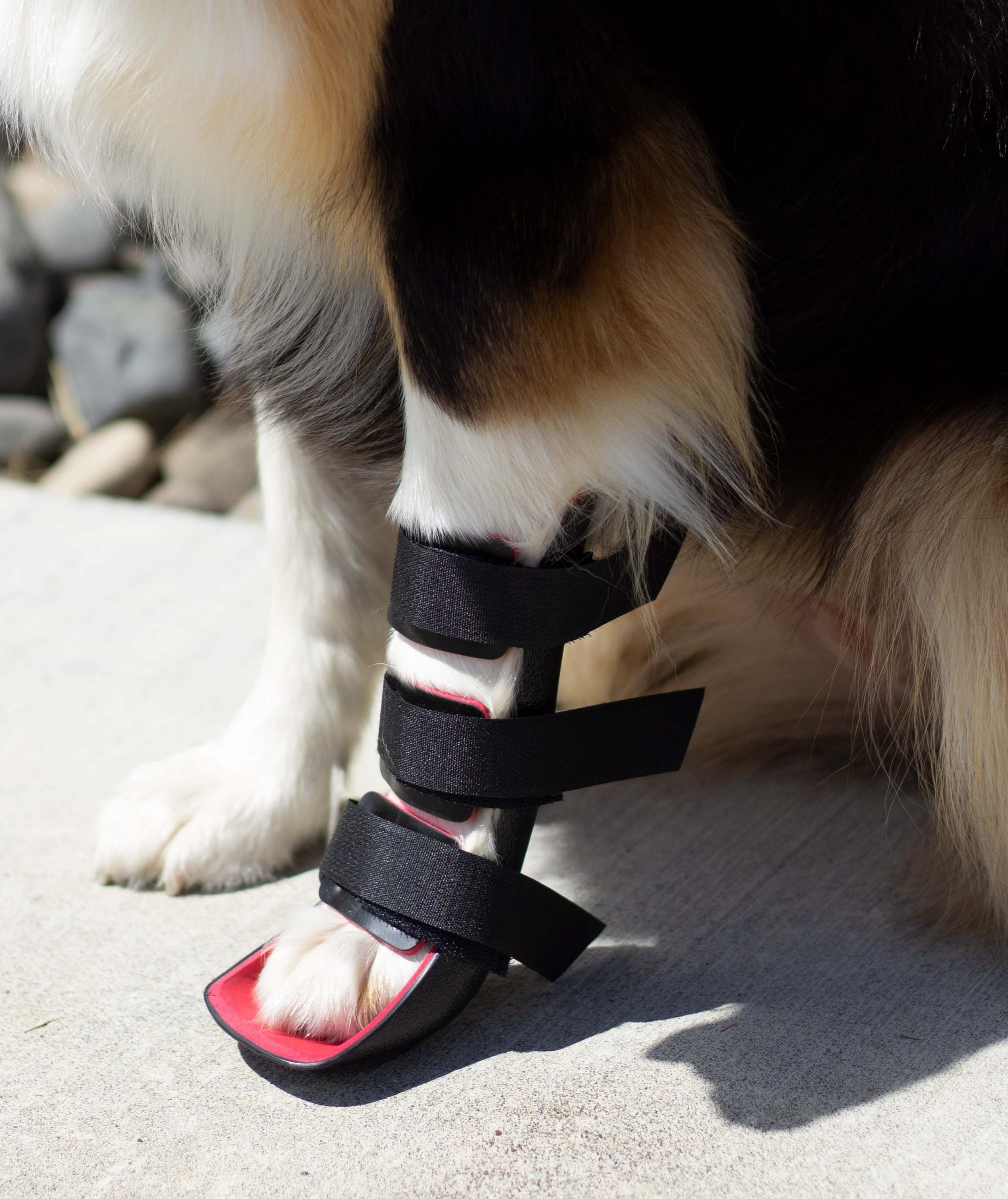 canine front leg brace