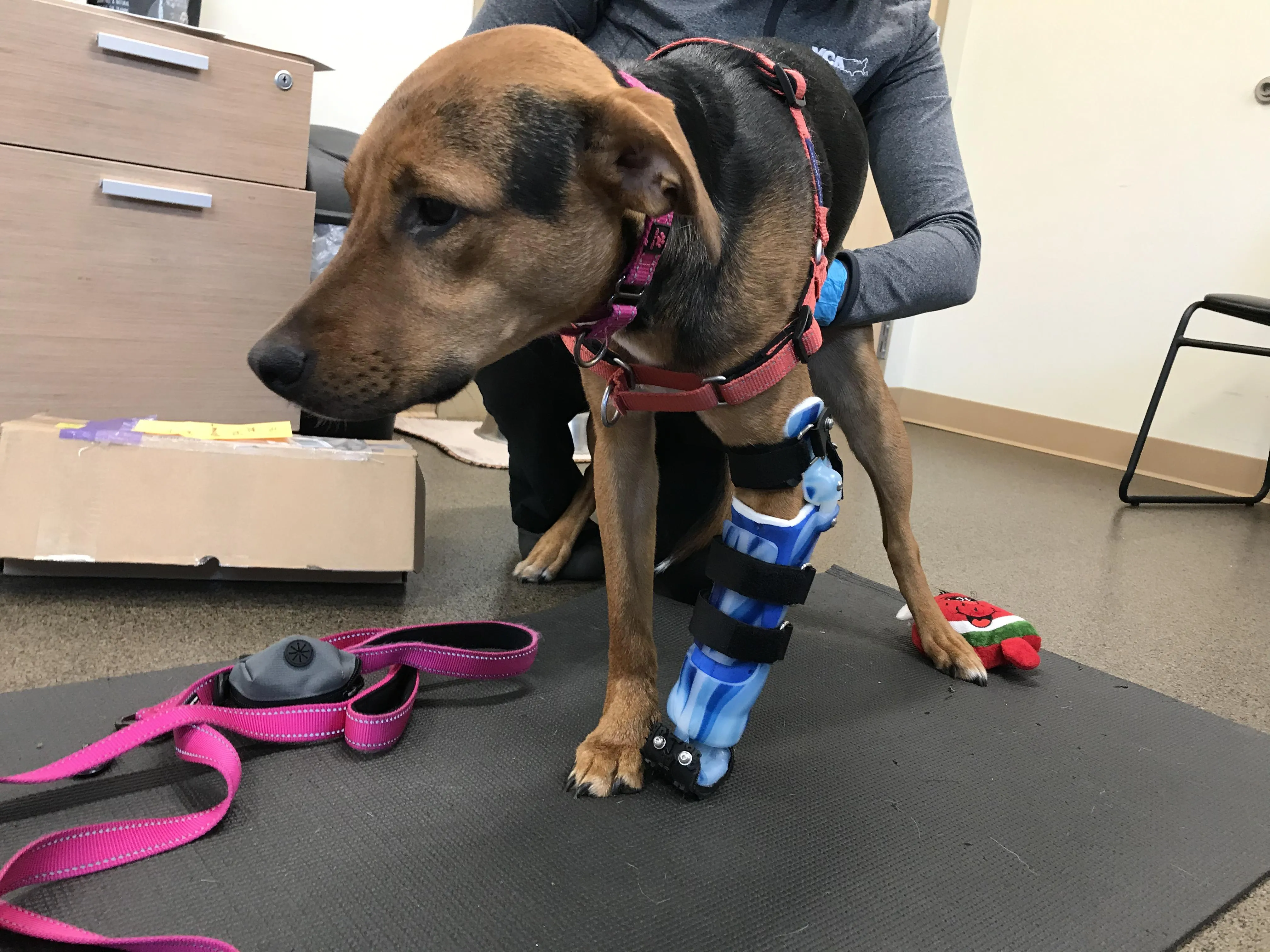 canine leg braces