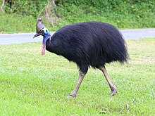 cassowary wiki