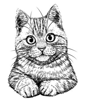 cat face line art