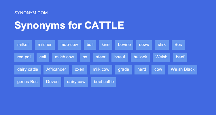 cattle synonym