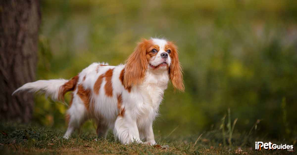 cavalier king charles spaniel cost