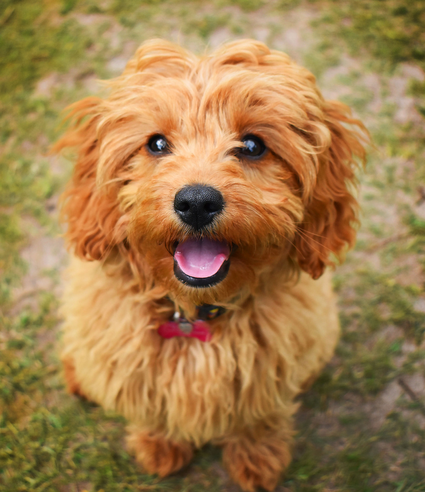 cavapoo cavapoo puppies