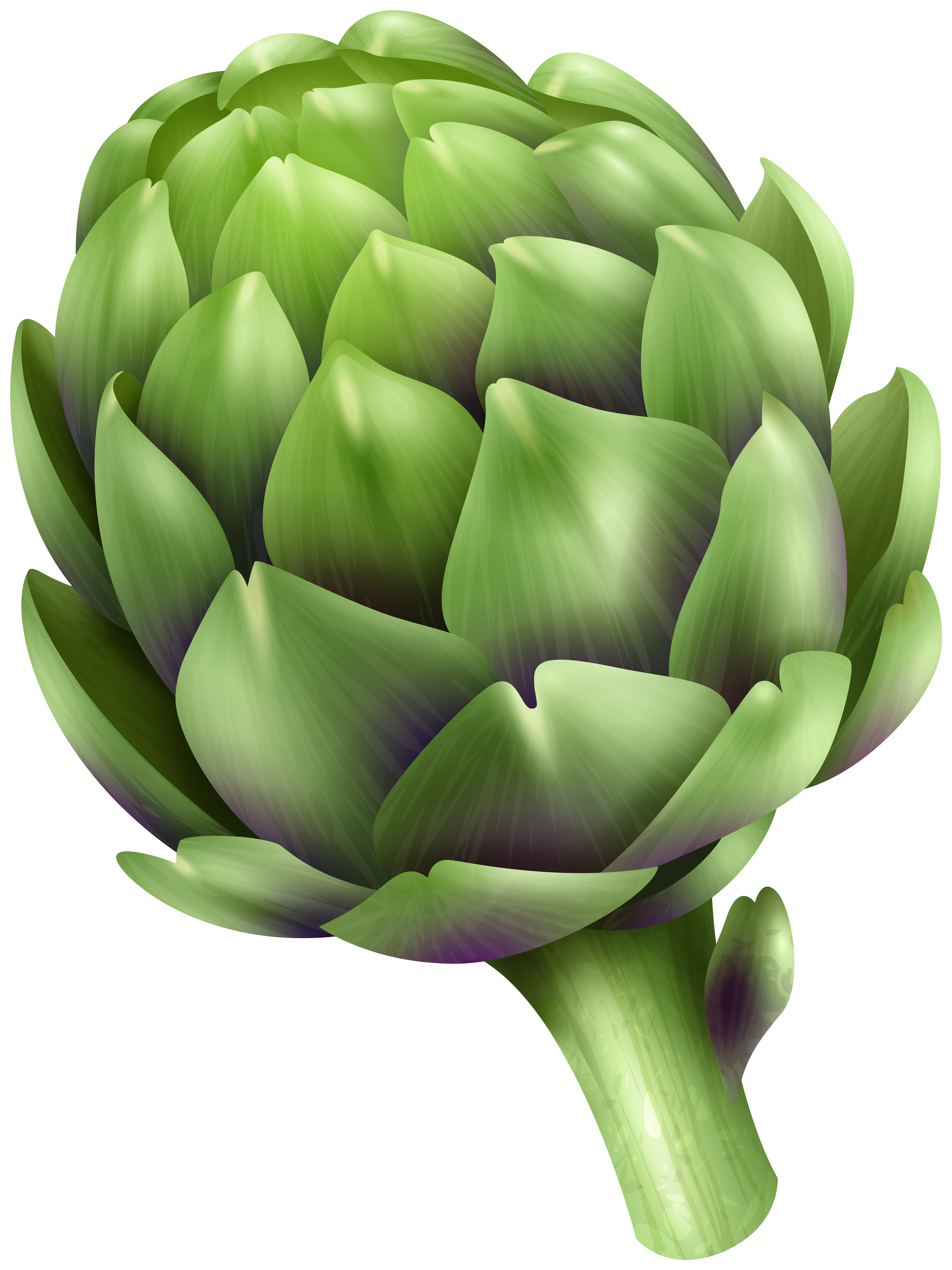 artichoke clip art