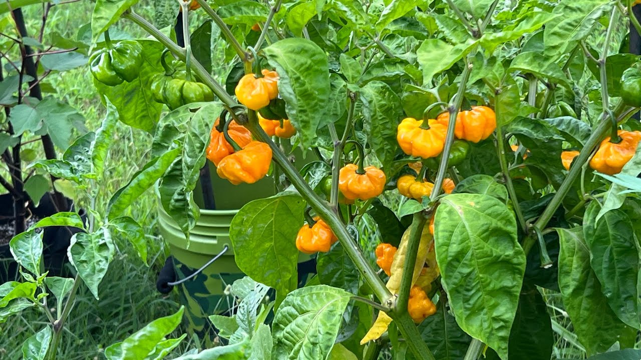 how to grow scotch bonnet peppers