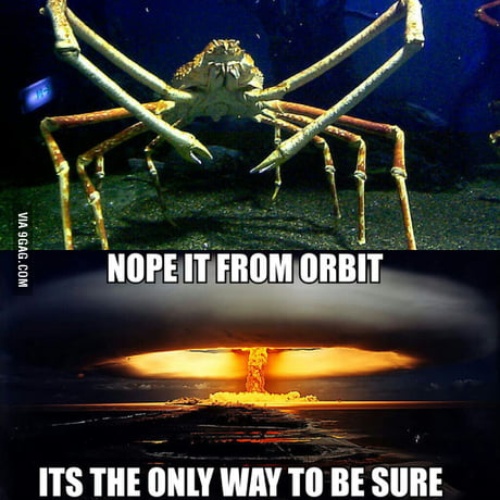 japanese spider crab meme