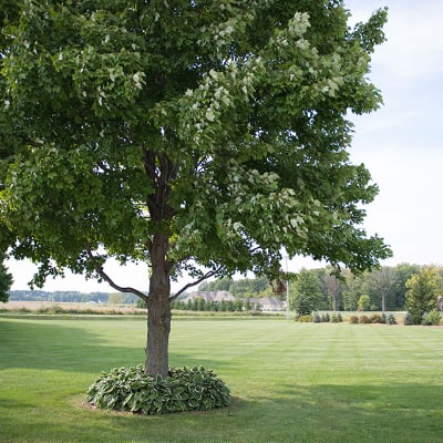 home depot trees