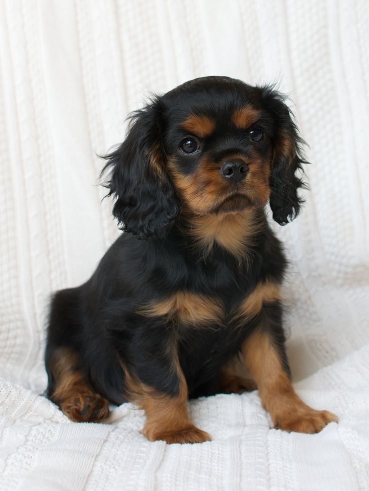 charles spaniel black