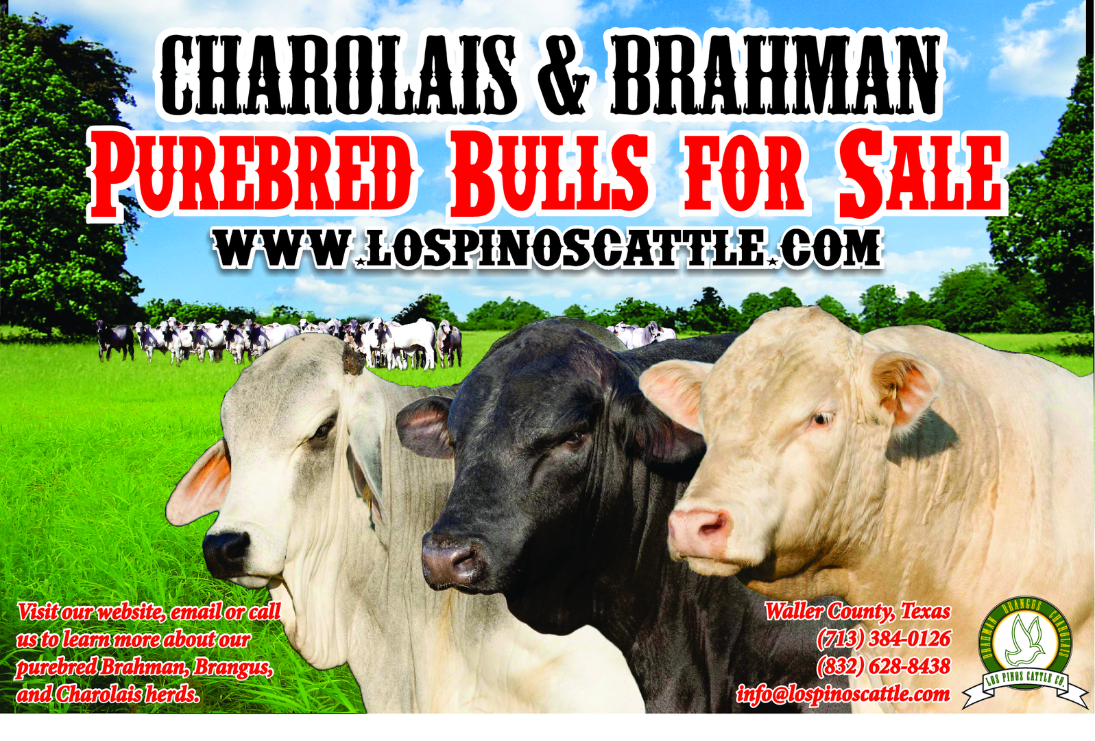 charolais bulls for sale in texas