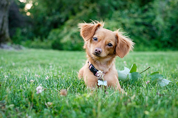 chihuahua and weiner dog