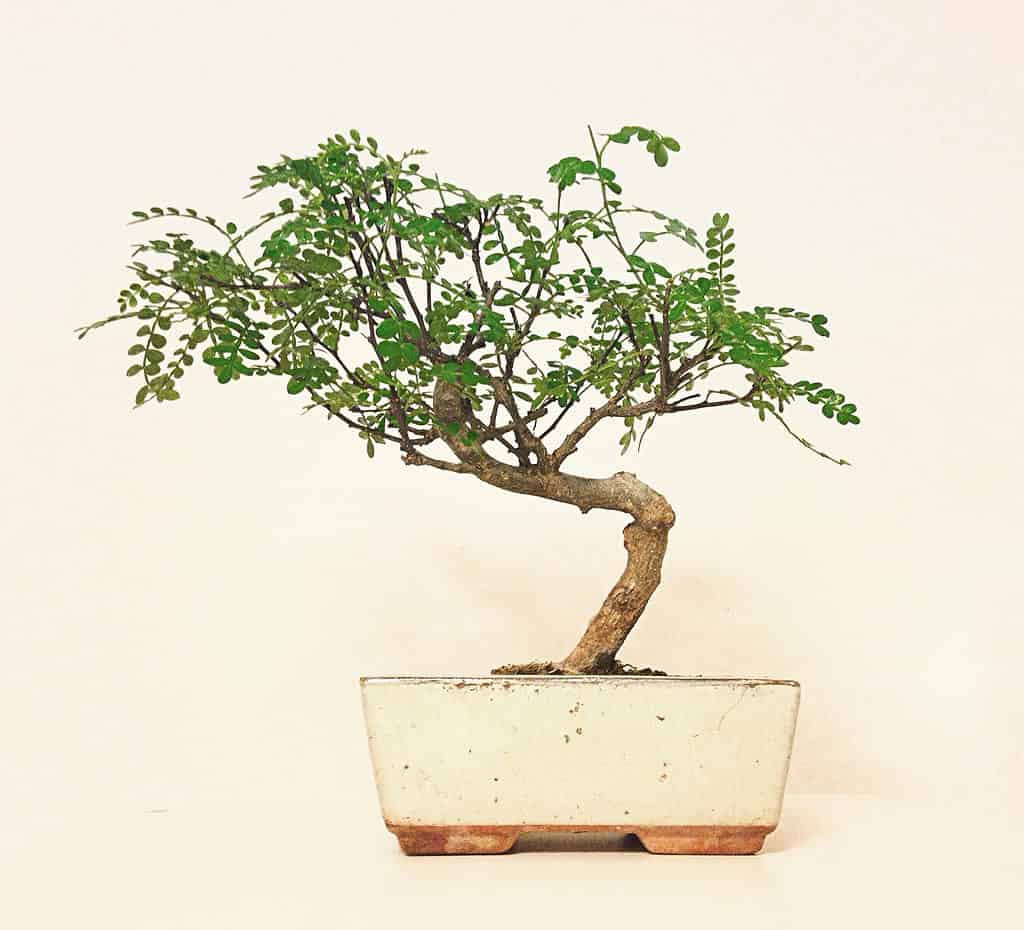 chinese pepper bonsai