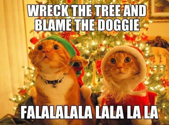 christmas cat memes