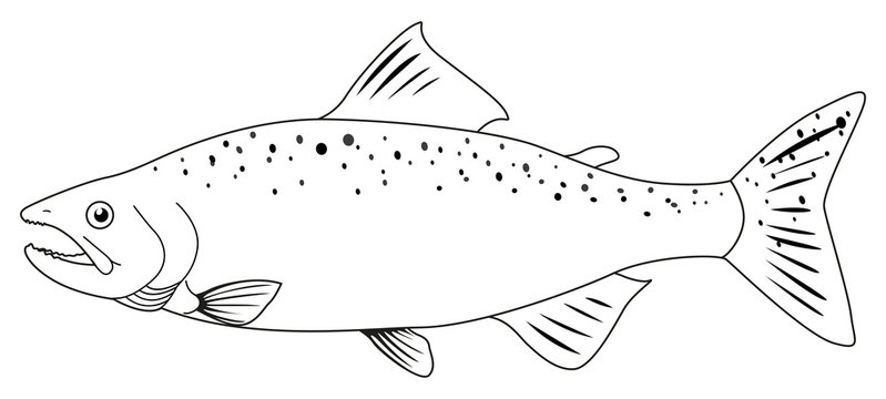 clip art salmon