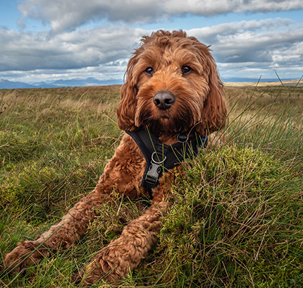 cockapoo rescue