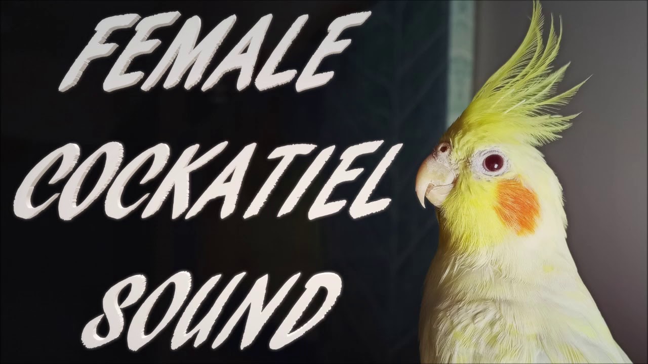 cockatiel sounds