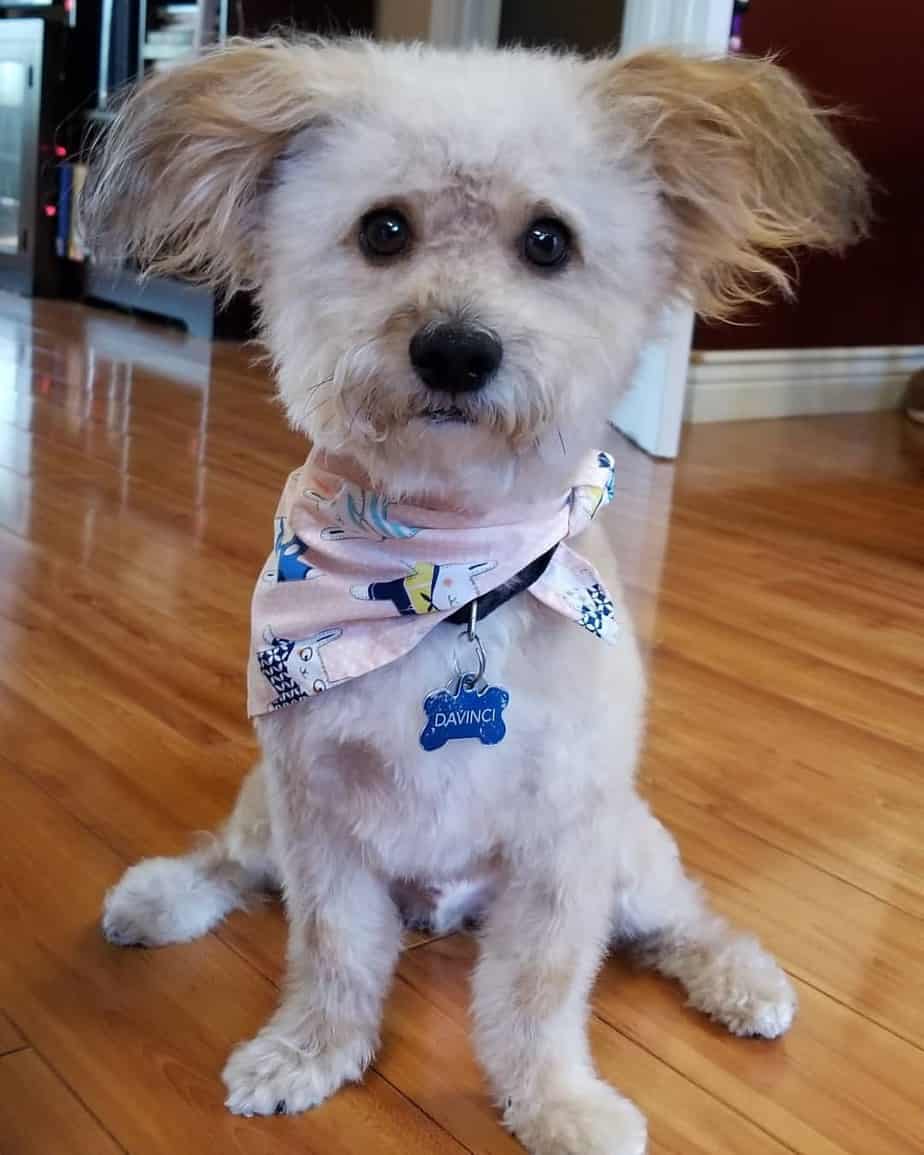 corgi and poodle mix