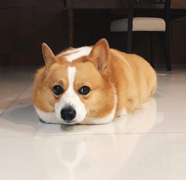 corgi loaf of bread