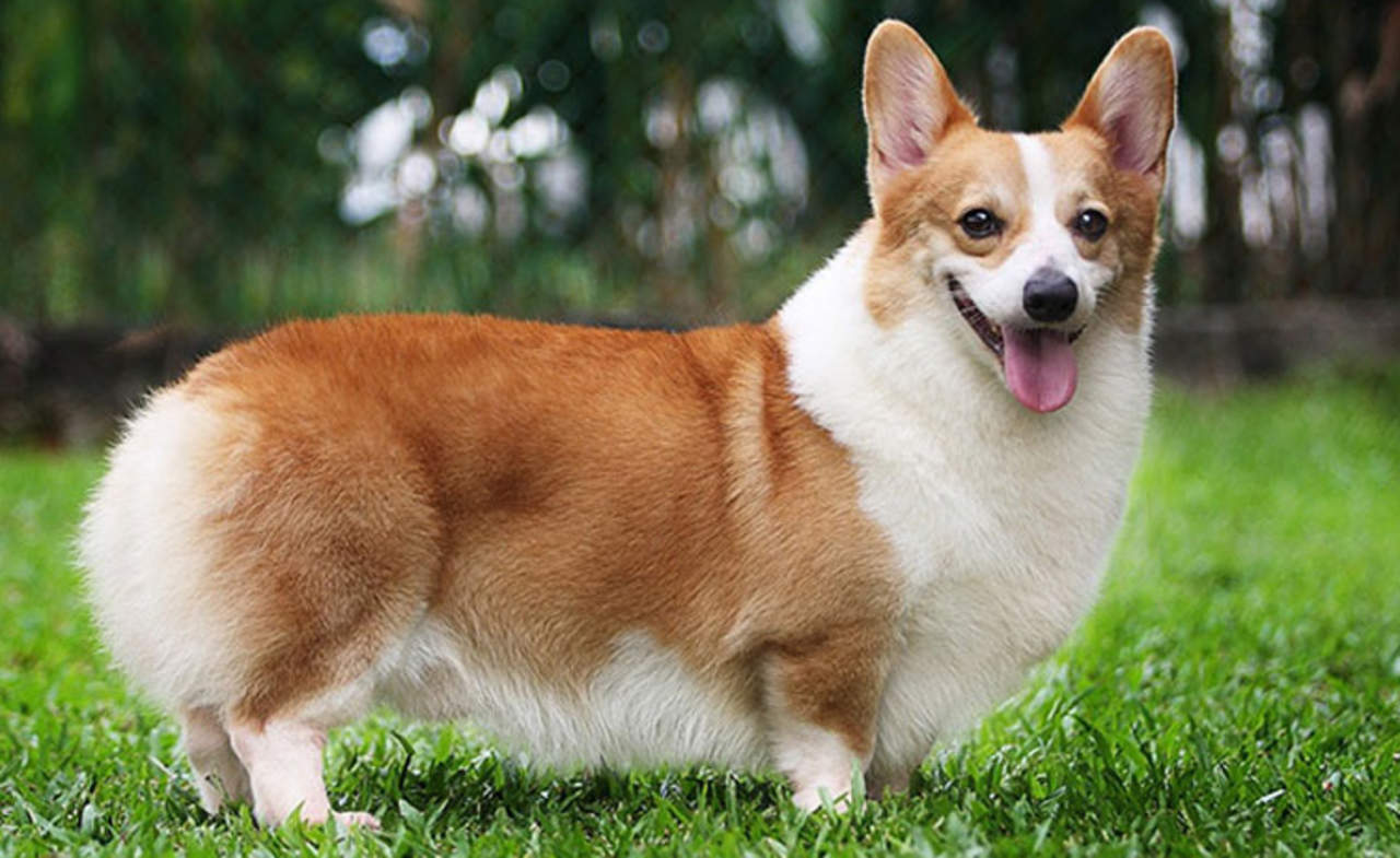 corgi precio monterrey