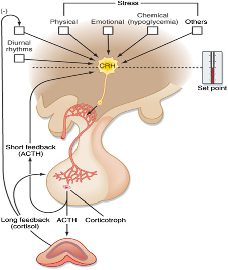 corticotropin-releasing hormone