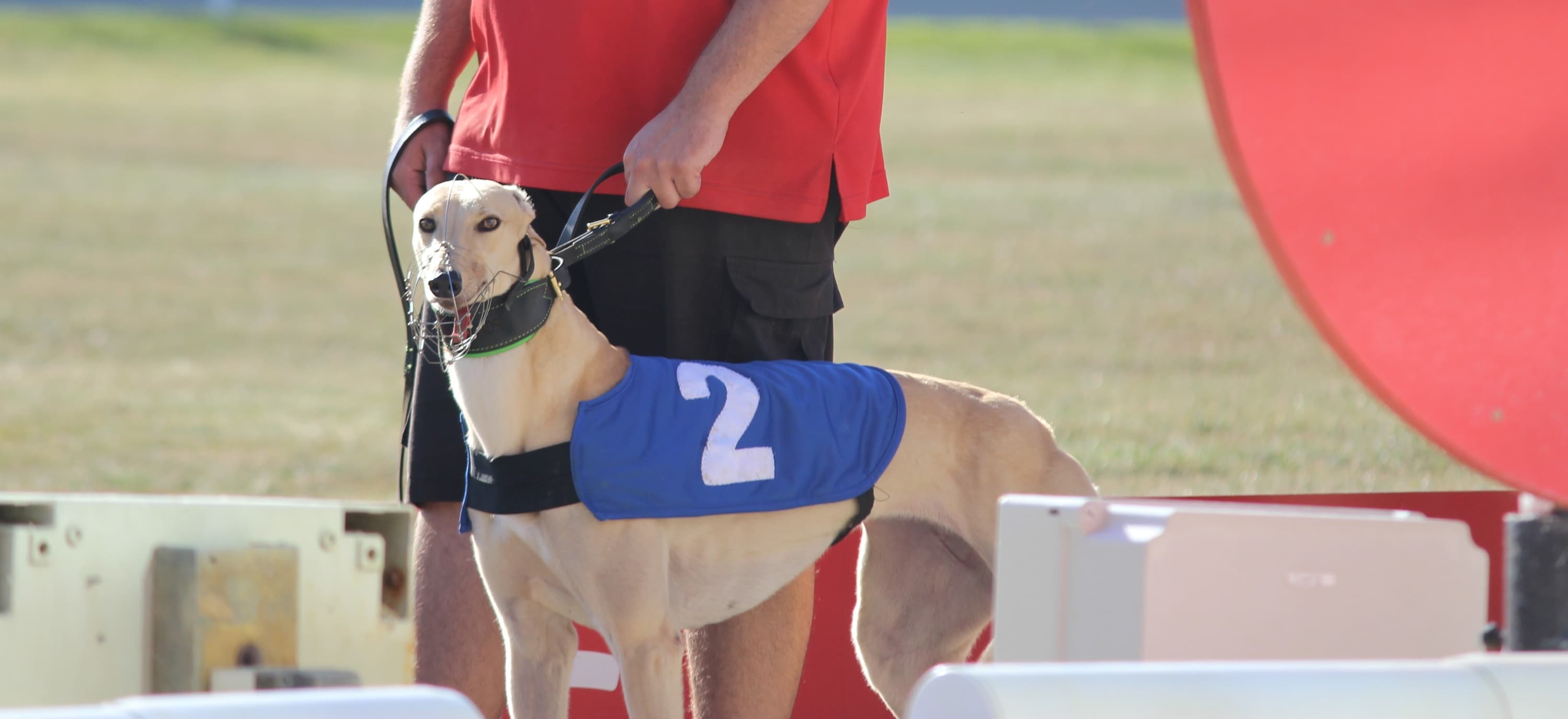 crayford dog racing results