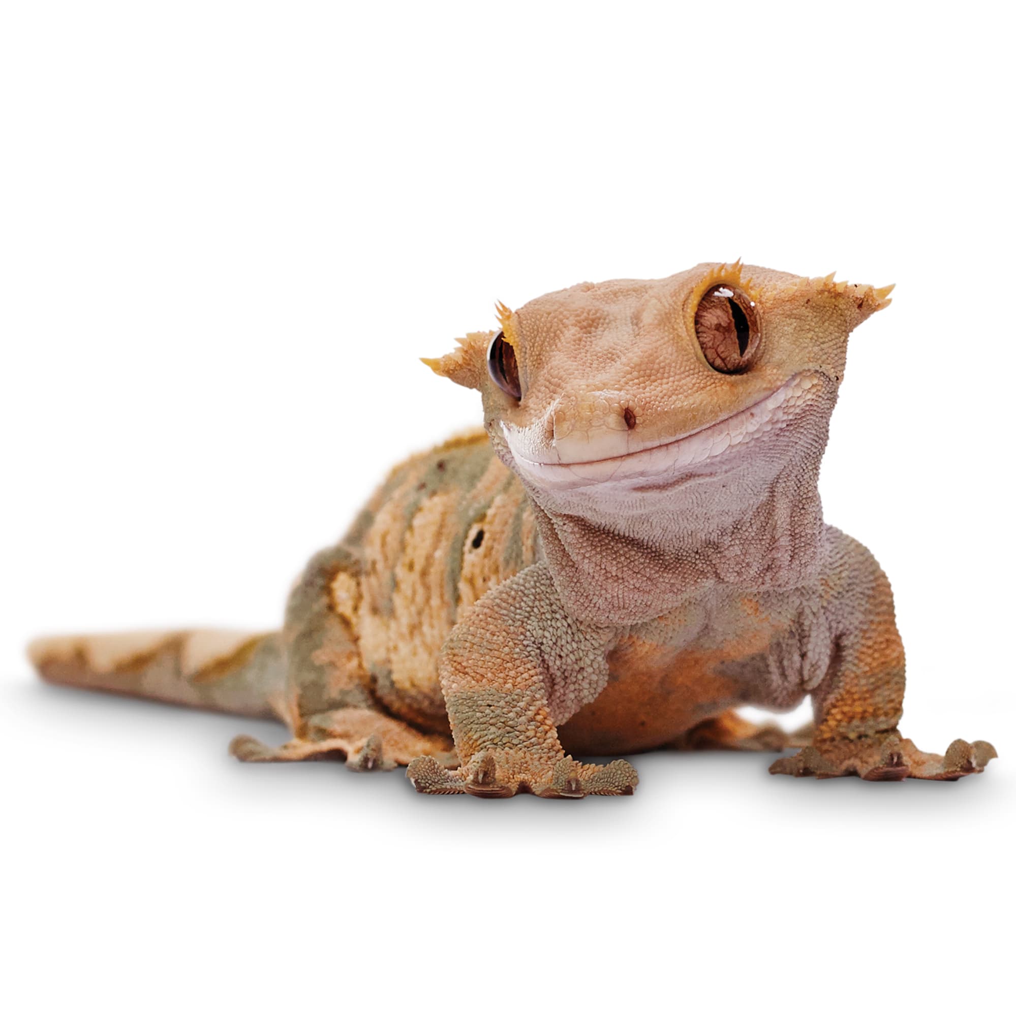crested gecko near me for sale