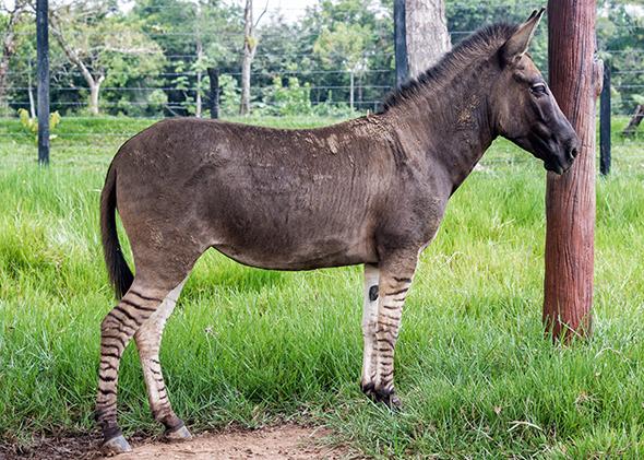 cross between a donkey and a horse