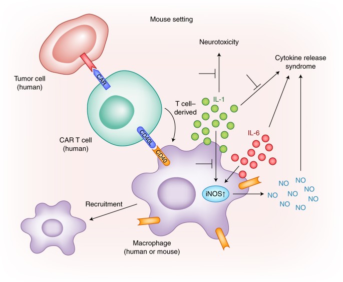 crs cytokine