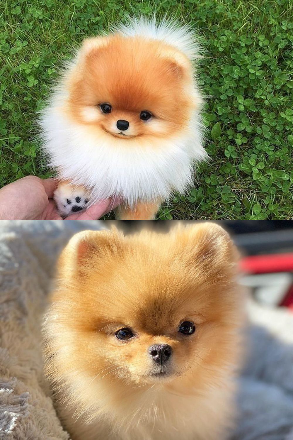 cute pomeranian