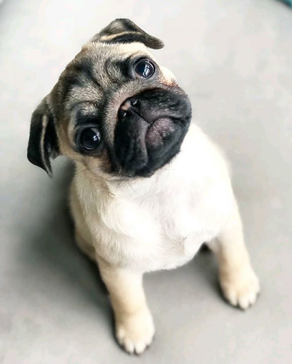 cute pug dog images