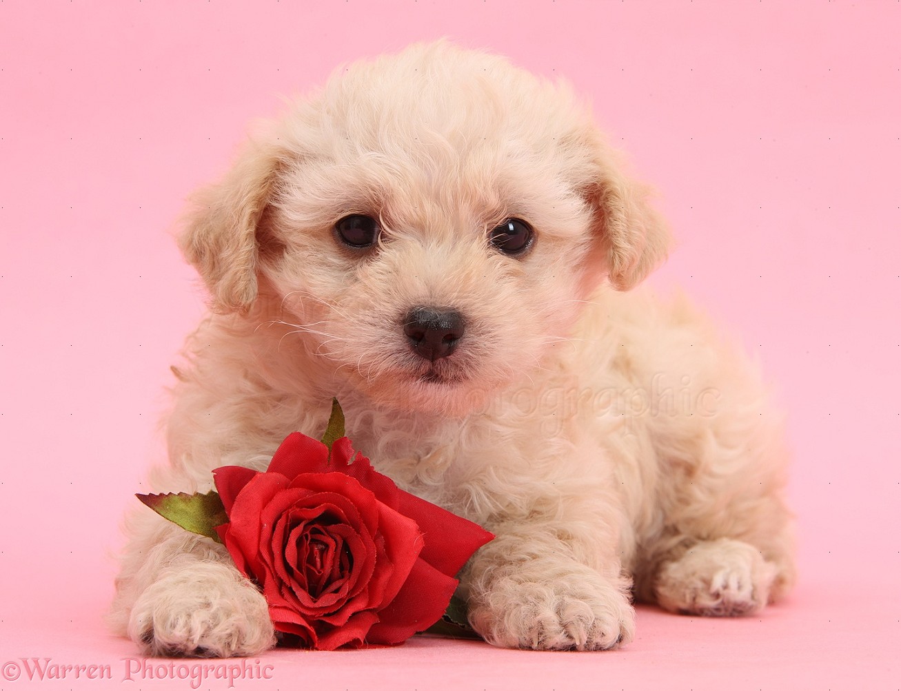 cute puppies for backgrounds