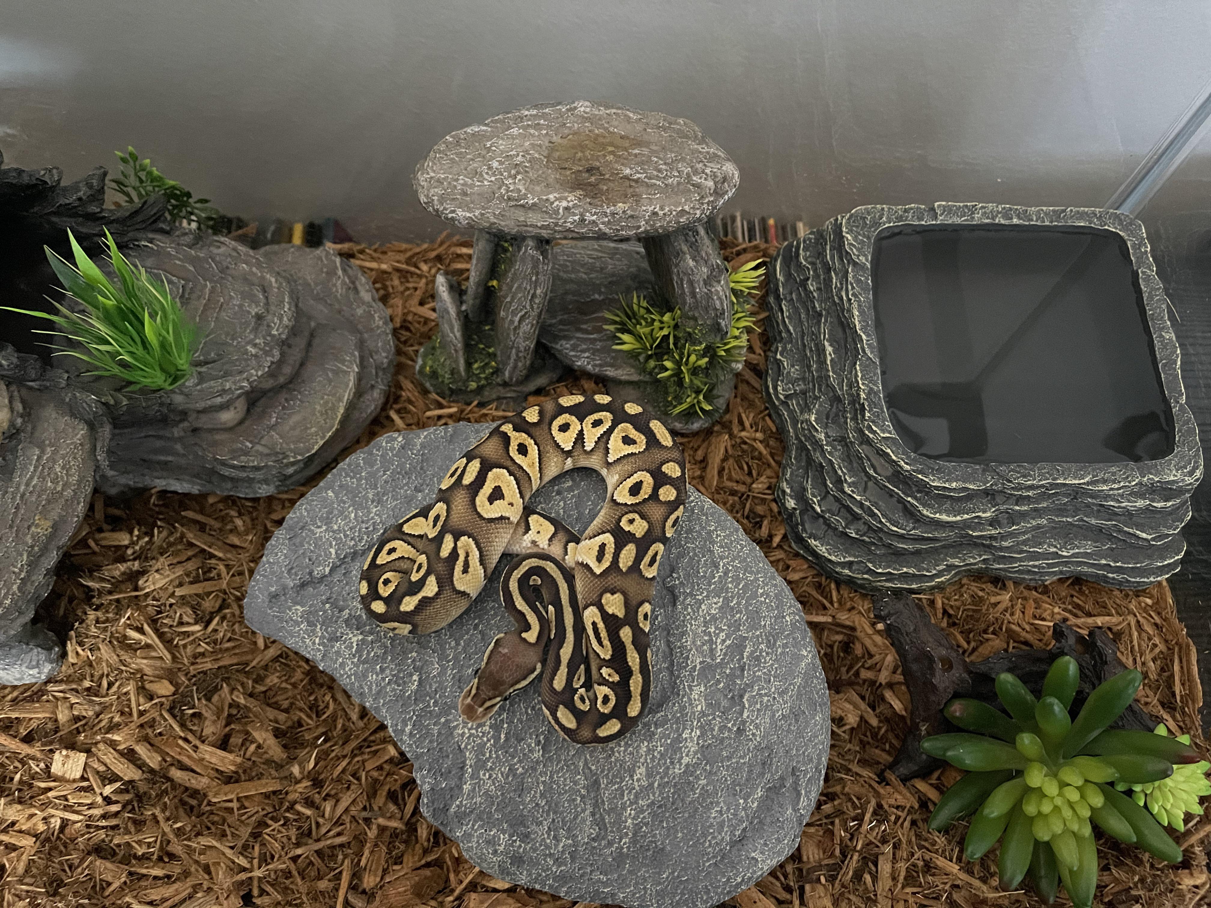 cypress mulch ball python