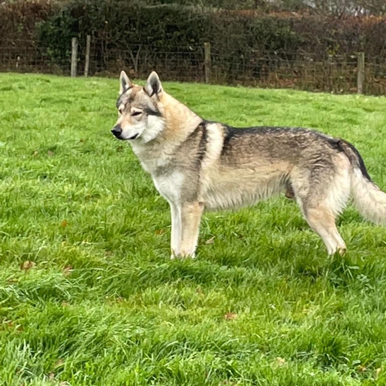 czech wolfdog uk