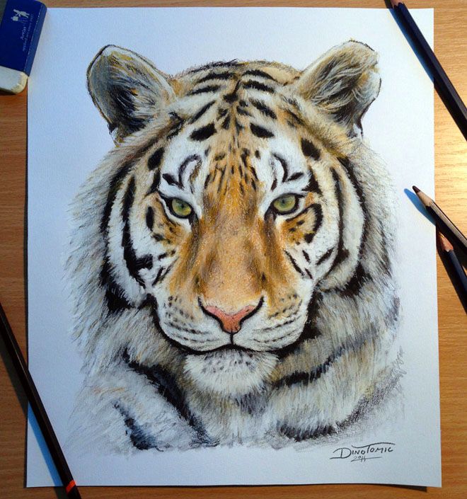 colorful drawings of animals