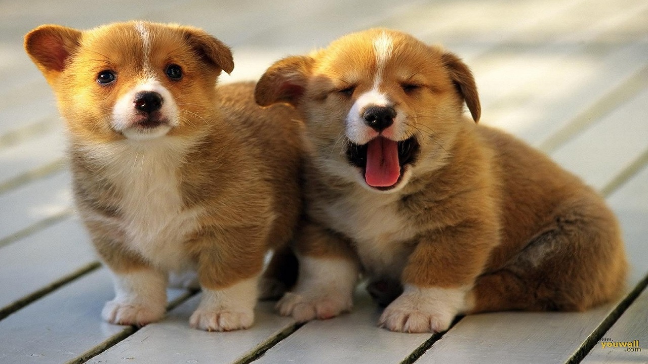 cute puppies wallpaper