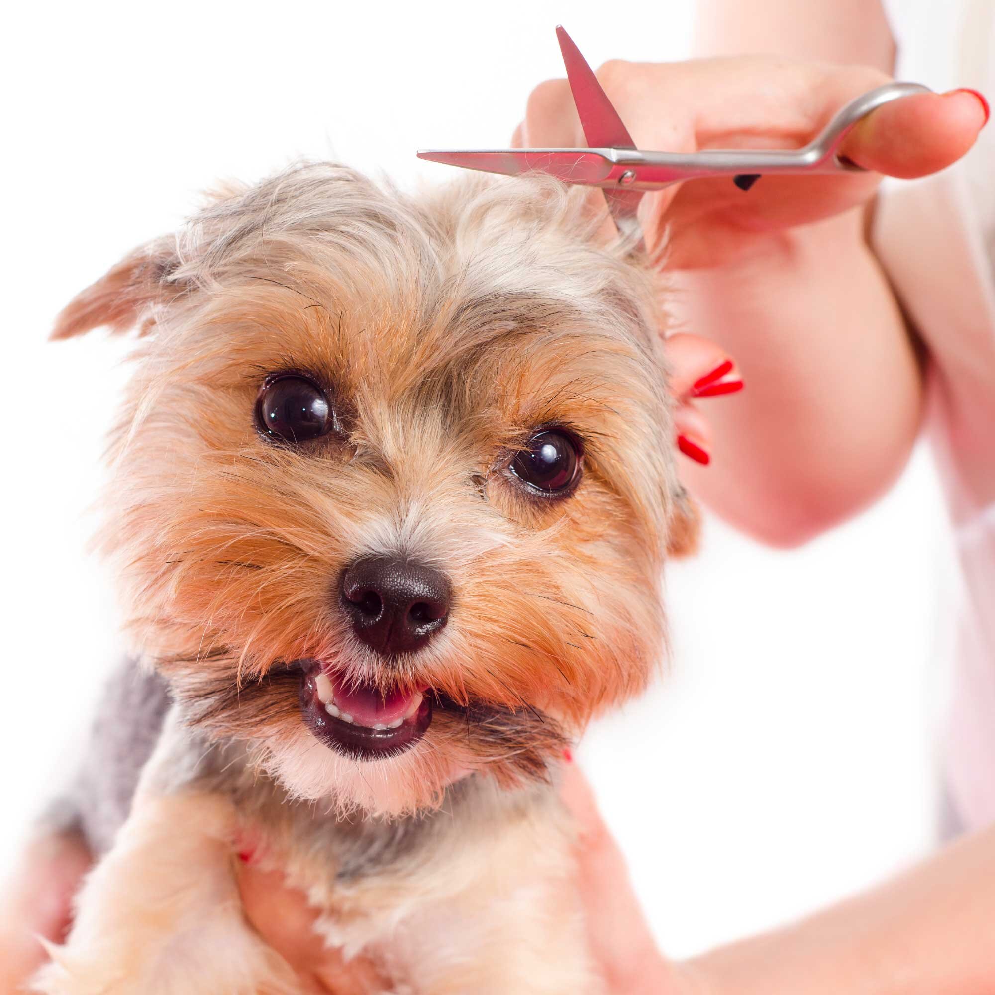 dog grooming jobs near me