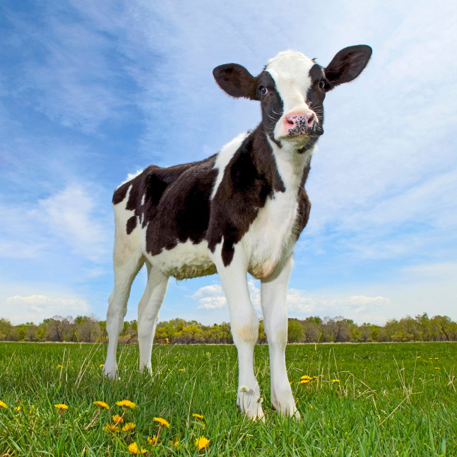 morning fresh dairy farm photos