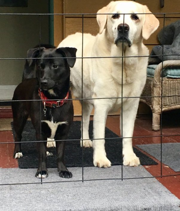 lab and terrier mix