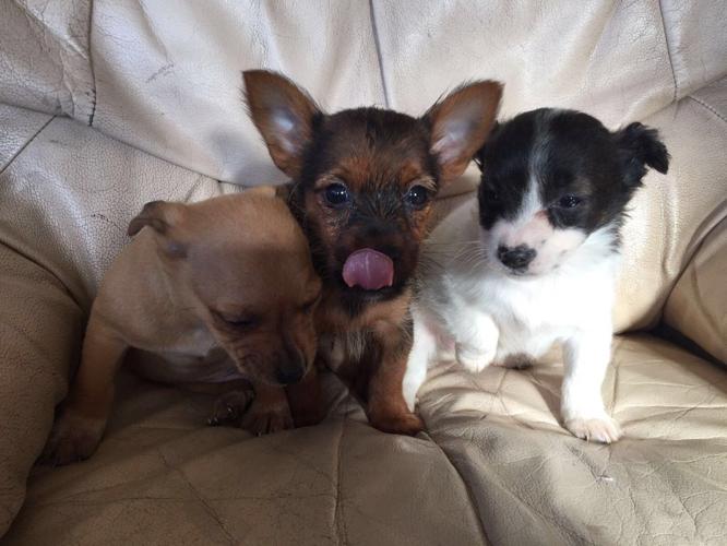 chihuahua x jack russell for sale
