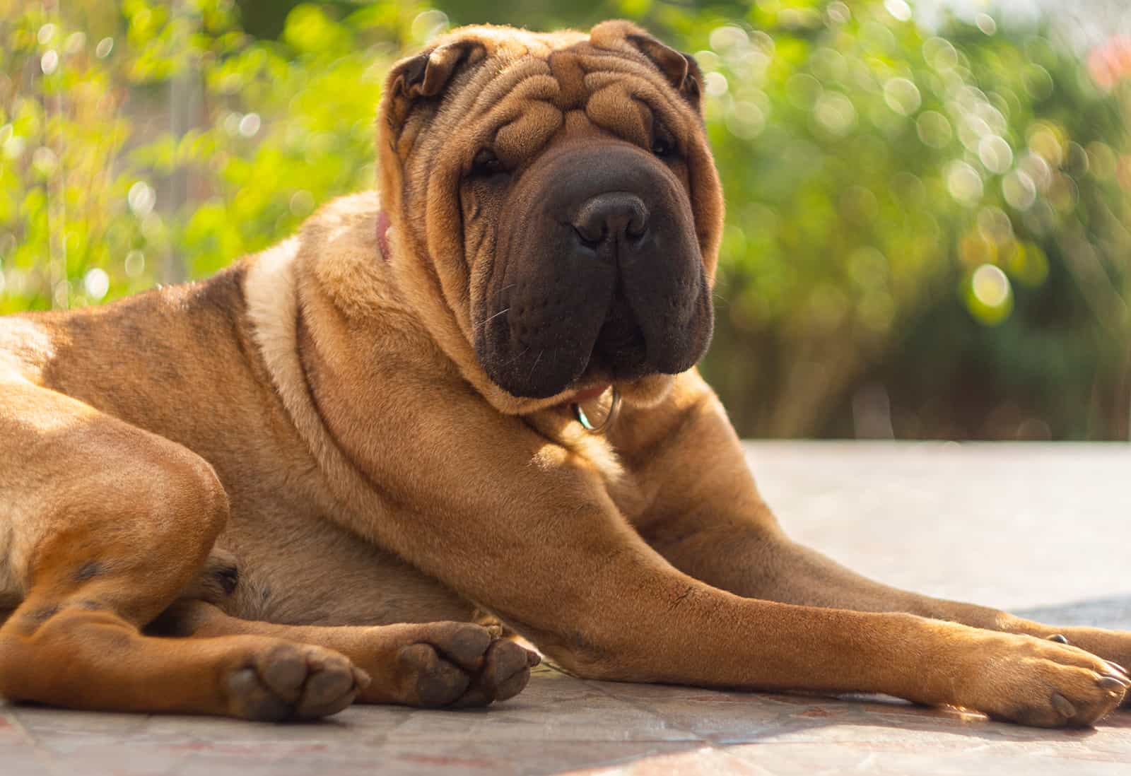 shar pei mix breeds