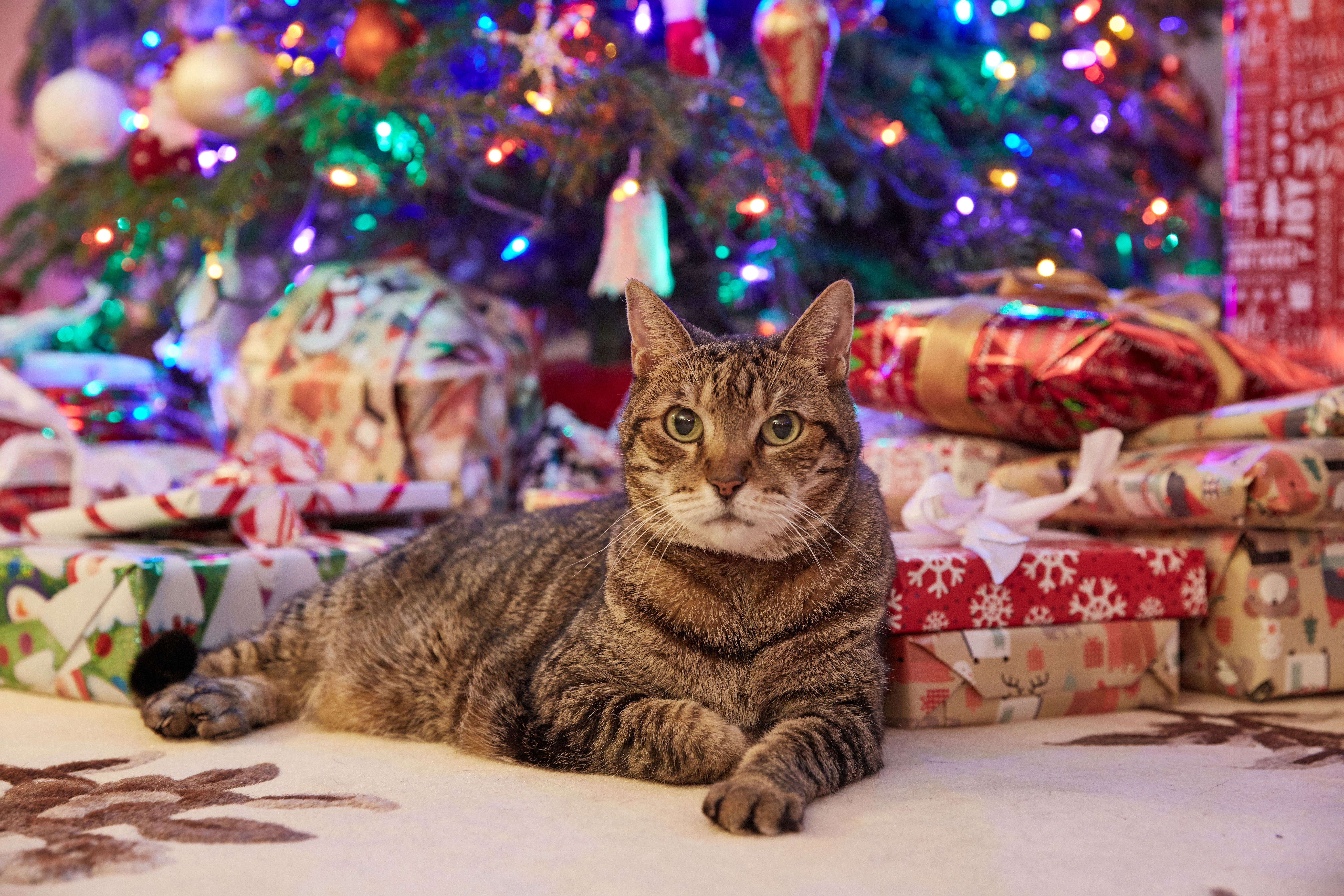 photos of christmas cats