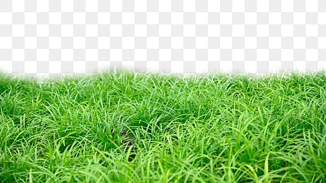 grass png hd