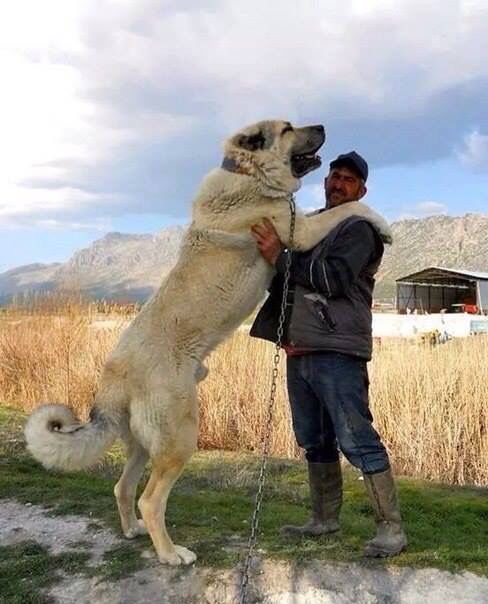 armenian gampr dog