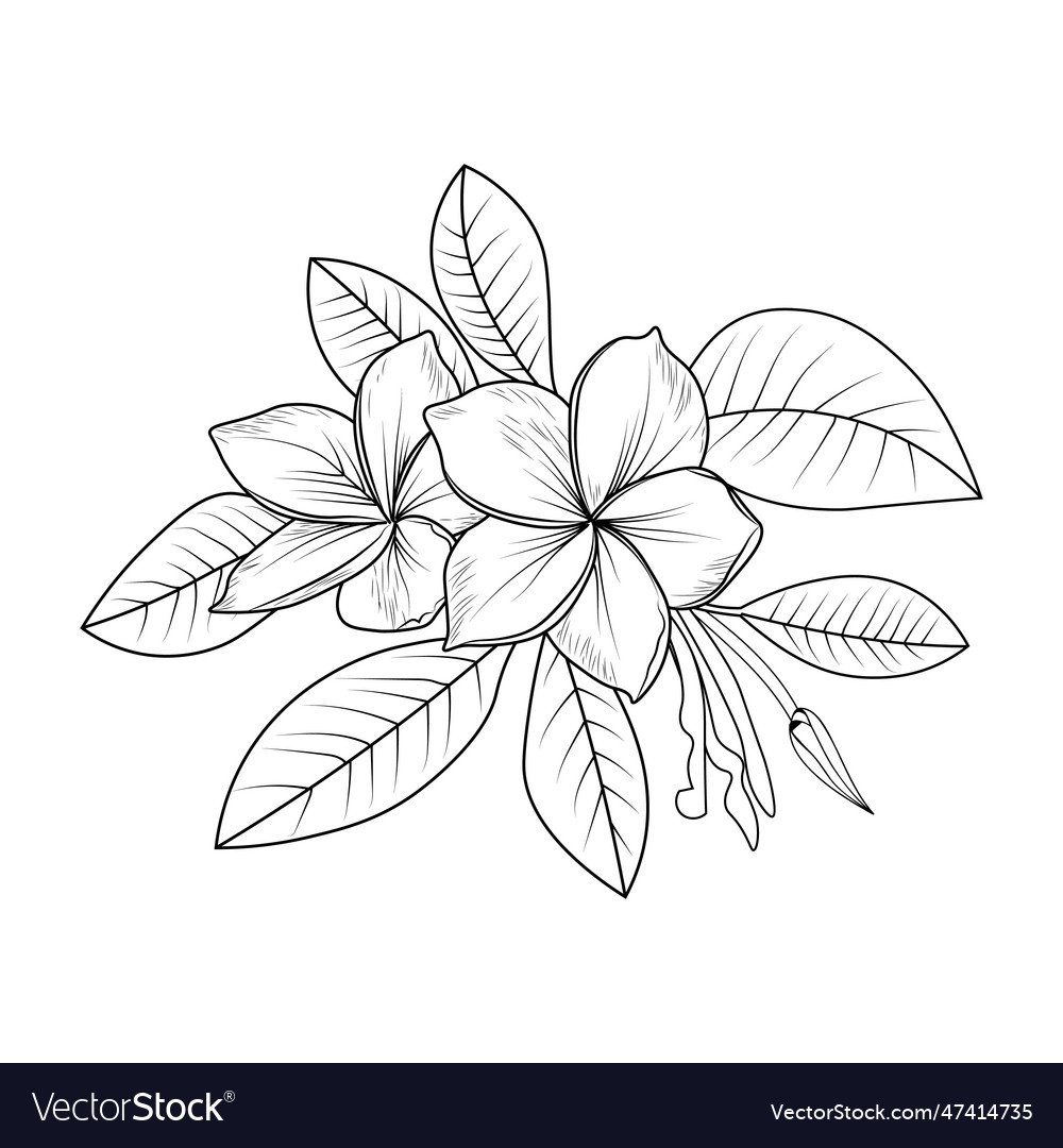 frangipani tattoo designs