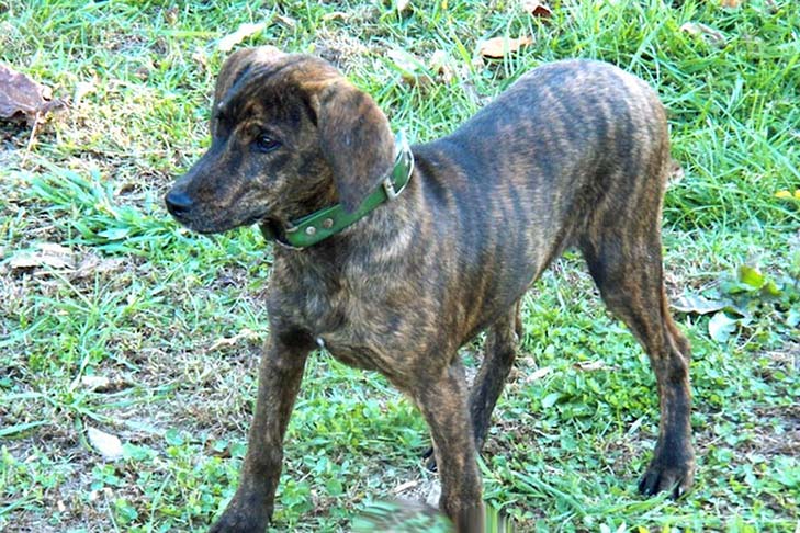 tree tennessee brindle