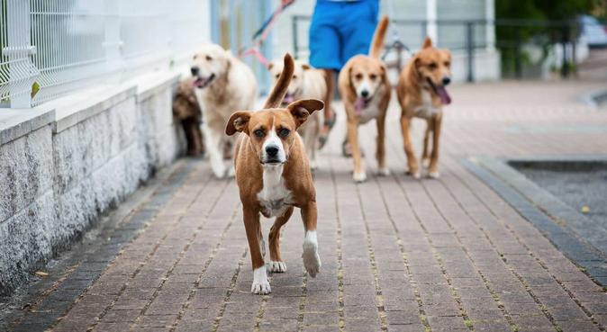 cuidadores de perros a coruña