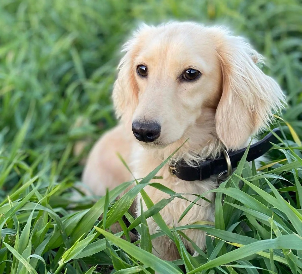 dachshund cream