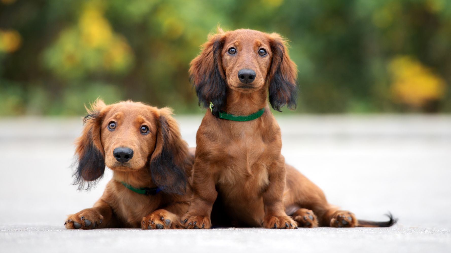 dachshund puppies seattle