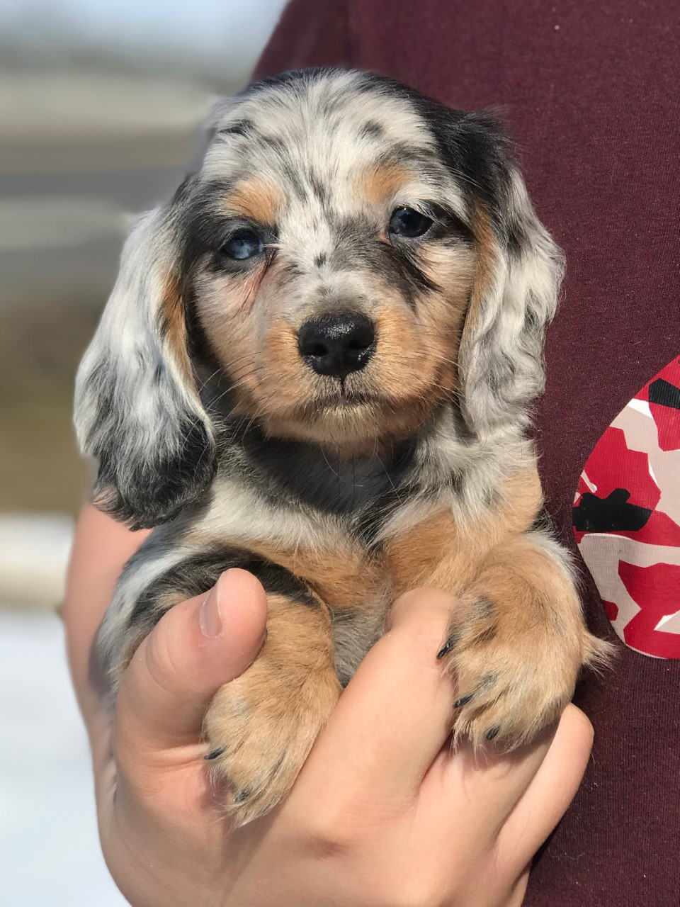 dachshunds for sale