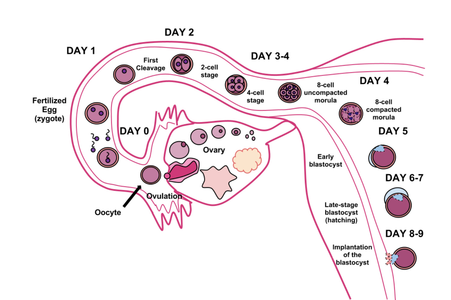 day past ovulation