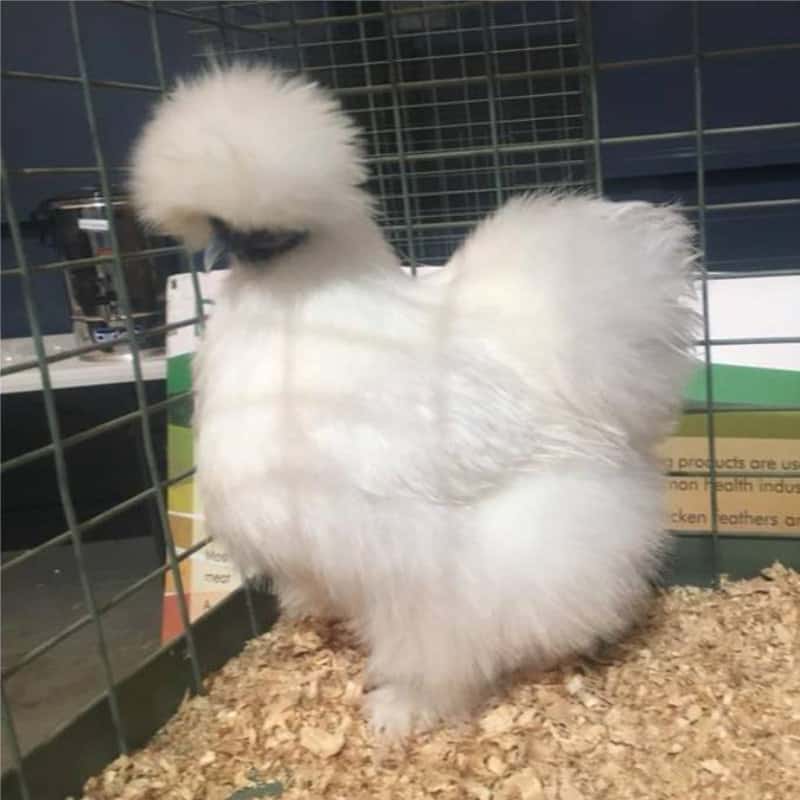 silkie chickens for sale melbourne